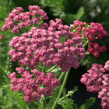 ACHILLEA 'Pink Grapefruit'