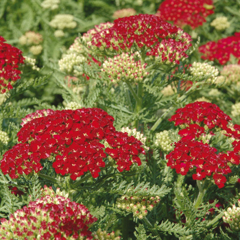 ACHILLEA 'Pomegranate'