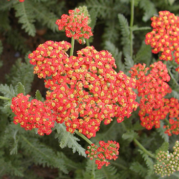 ACHILLEA 'Safran'