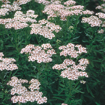 ACHILLEA sibirica 'Love Parade'