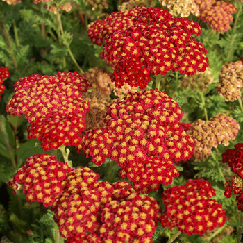 ACHILLEA 'Strawberry Seduction'