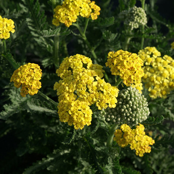 ACHILLEA 'Sunny Seduction' 