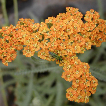 ACHILLEA 'Terracotta'