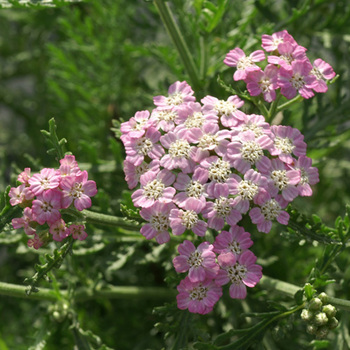 ACHILLEA millefolium 'Wonderful Wampee'