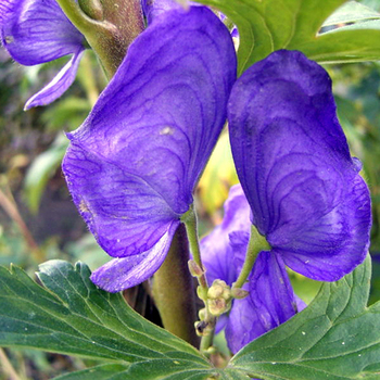 ACONITUM carmichaelii 'Arendsii'