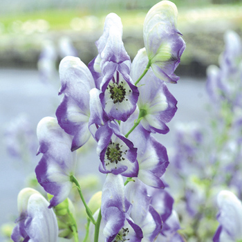 ACONITUM cammarum 'Bicolor'