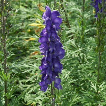 ACONITUM napellus