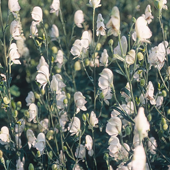 ACONITUM napellus 'Rubellum'