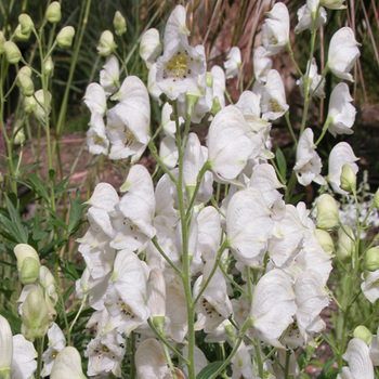 ACONITUM napellus 'Schneewittchen'