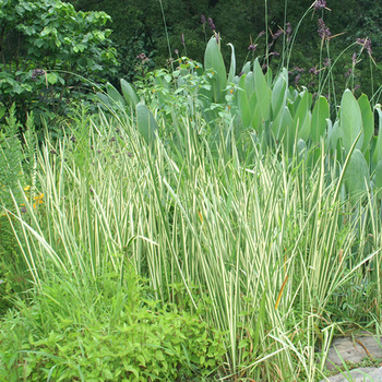 ACORUS calamus 'Variegatus'