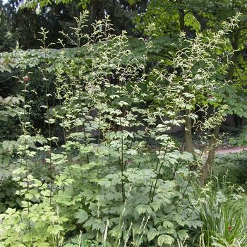 ACTAEA dahurica (Cimicifuga)