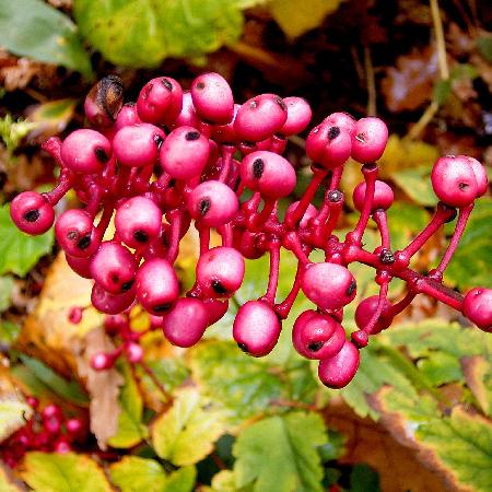 ACTAEA pachypoda f.rubrocarpa