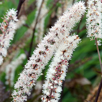 ACTAEA simplex 'Brunette' (Cimicifuga)