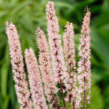 ACTAEA simplex 'Pink Spike' (Cimicifuga)