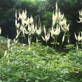 ACTAEA simplex 'Prichard's Giant' (Cimicifuga)