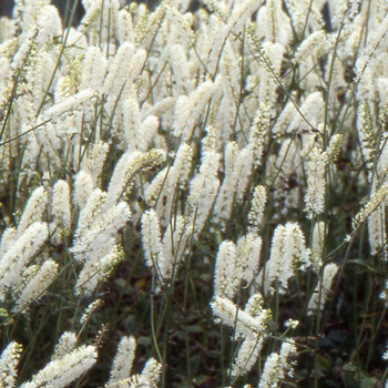 ACTAEA simplex 'White Pearl' (Cimicifuga)