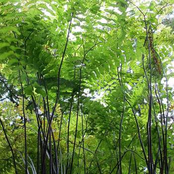ADIANTUM pedatum