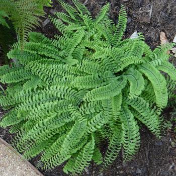 ADIANTUM pedatum