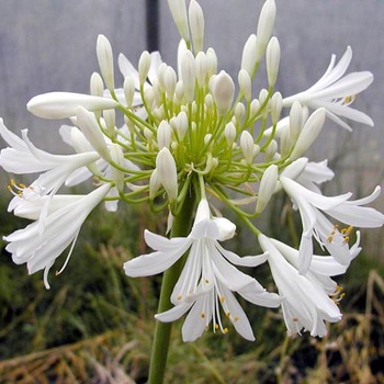 AGAPANTHUS africanus 'Albus'