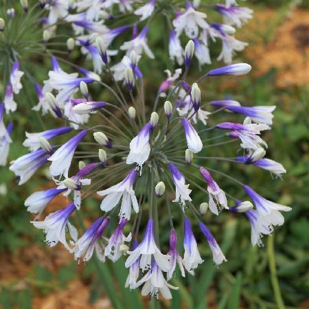 AGAPANTHUS 'Fireworks' ®