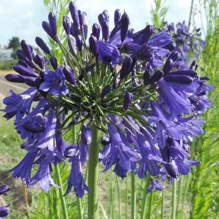 AGAPANTHUS 'Purple Cloud'
