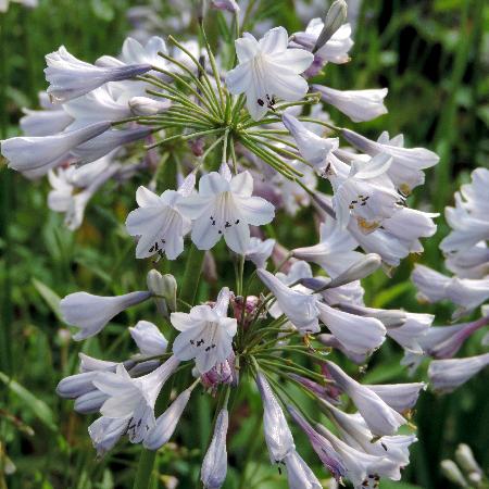 AGAPANTHUS 'Silberpfeil'