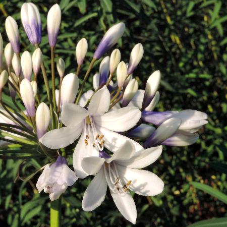 AGAPANTHUS 'Twister' ®