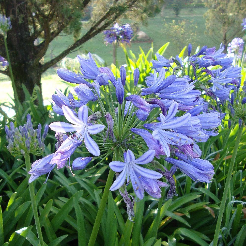 AGAPANTHUS africanus