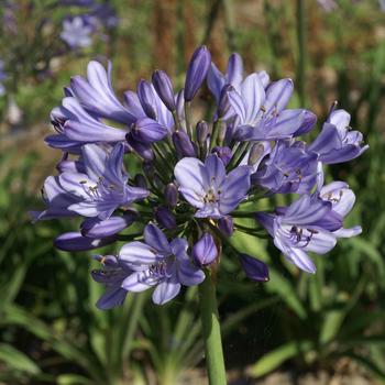 AGAPANTHUS praecox subsp. orientalis 'Mount Thomas'