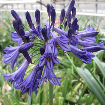 AGAPANTHUS 'Black Pantha' ®