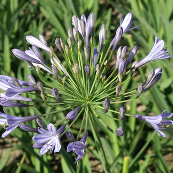 AGAPANTHUS 'Blue Triumphator'