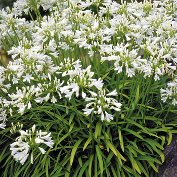 AGAPANTHUS 'Getty White'  