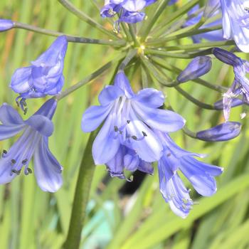 AGAPANTHUS 'Headbourne Hybrids' 