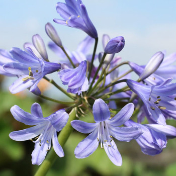 AGAPANTHUS 'Peter Pan'