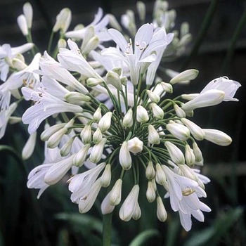 AGAPANTHUS 'Polar Ice'