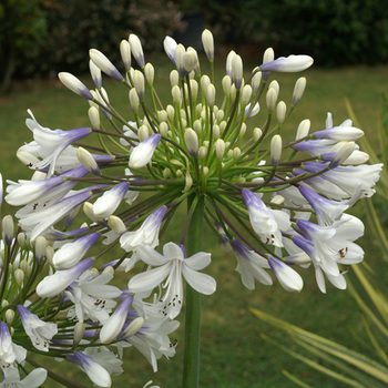 AGAPANTHUS 'Queen Mum'