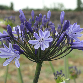 AGAPANTHUS 'Rosewarne'