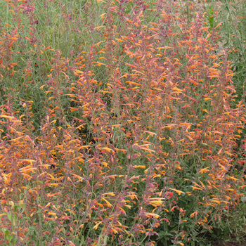 AGASTACHE aurantiaca