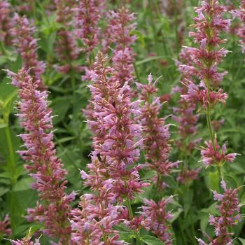 AGASTACHE 'Ayala'