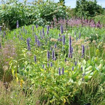 AGASTACHE 'Black Adder'