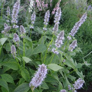 AGASTACHE 'Blue Fortune'