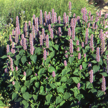 AGASTACHE foeniculum (anisata)