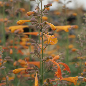 AGASTACHE 'Little Aurora'