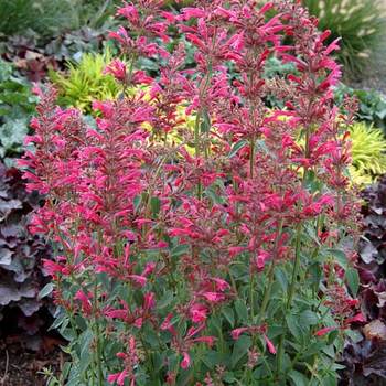 AGASTACHE 'Raspberry Summer' ®