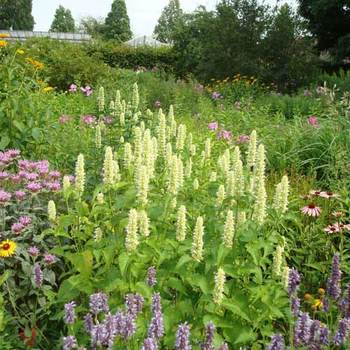 AGASTACHE rugosa 'Alabaster'