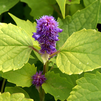 AGASTACHE rugosa 'Golden Jubilee'