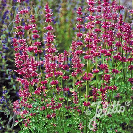 AGASTACHE pallidiflora 'Pink Pop'