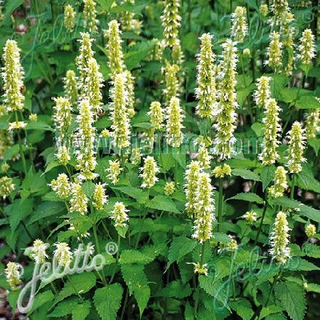 AGASTACHE rugosa f. albiflora