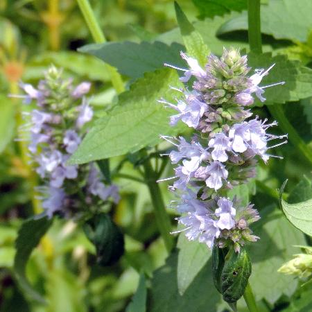 AGASTACHE 'After Eight'