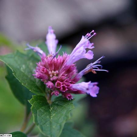 AGASTACHE 'Globetrotter'